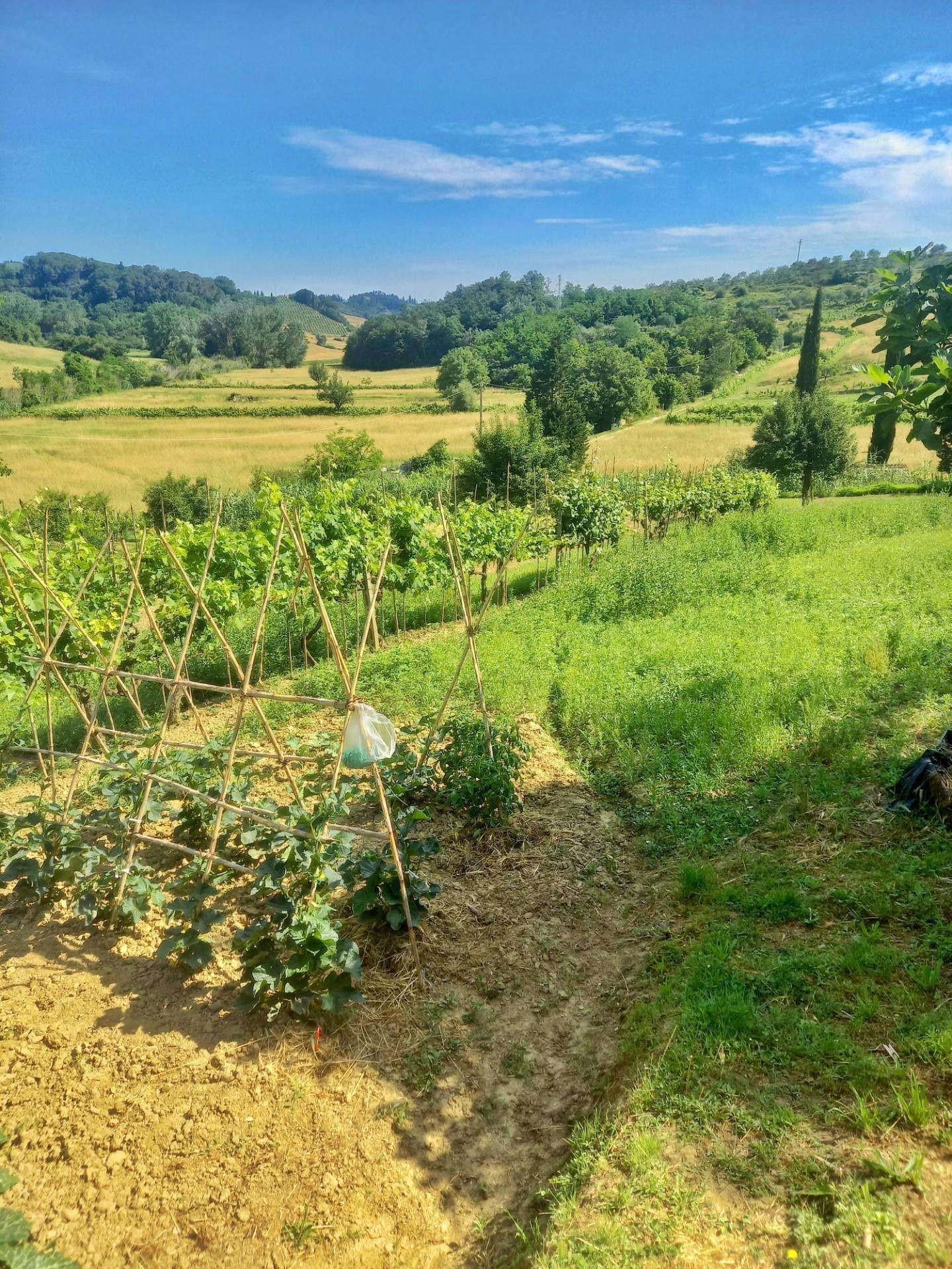 Terreno agricolo in Vendita a Castelfiorentino Via del Vallone, 20