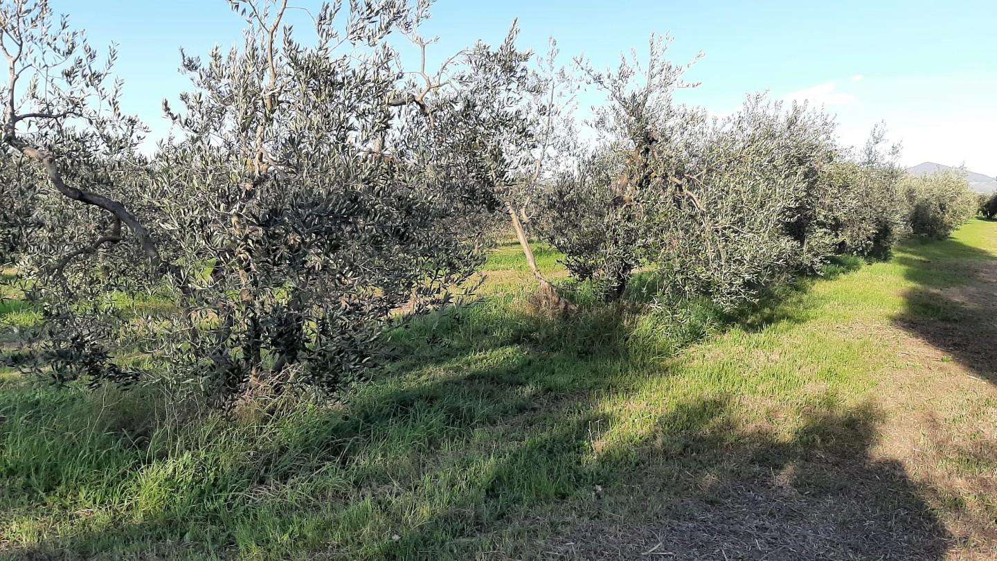 Terreno agricolo in Vendita a Rosignano Marittimo Via per Rosignano,