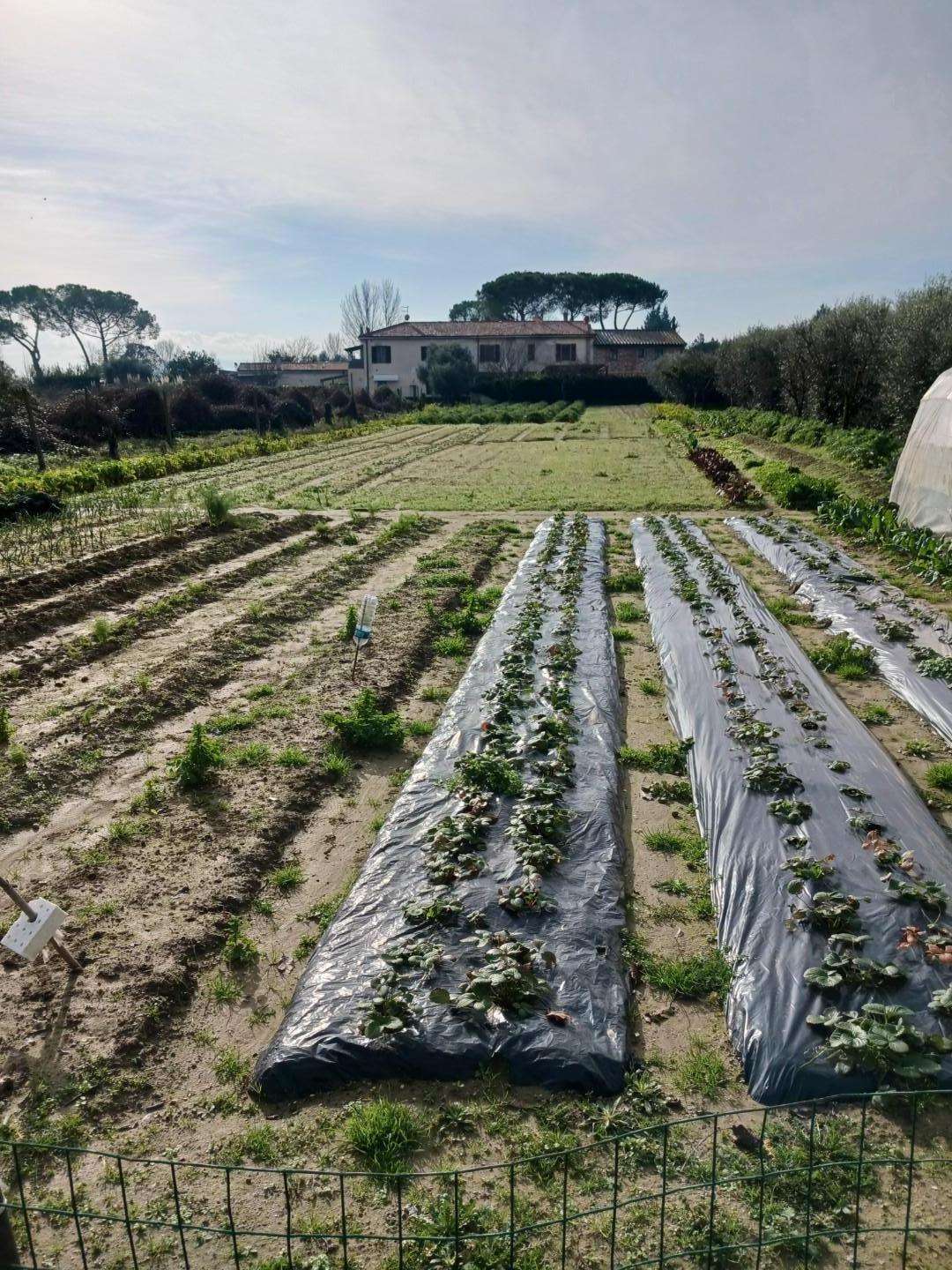 Terreno agricolo in Vendita a Pisa Via Maggiore di Oratoio,