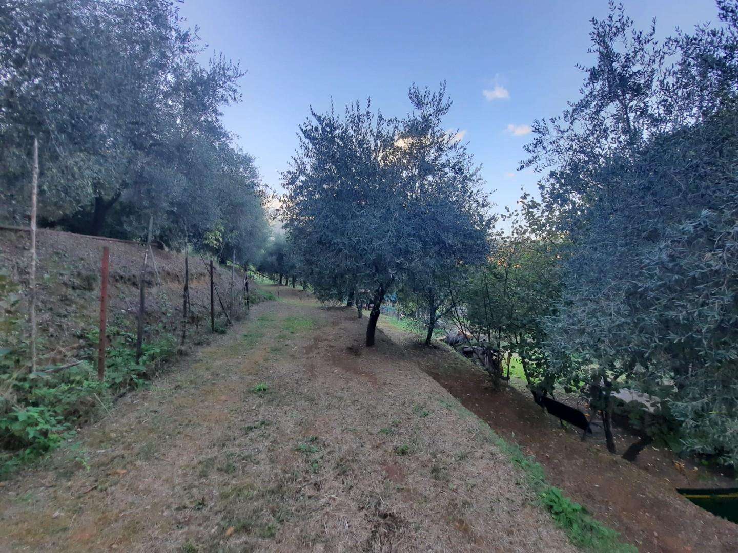 Terreno agricolo in Vendita a Capannori Via Romana,