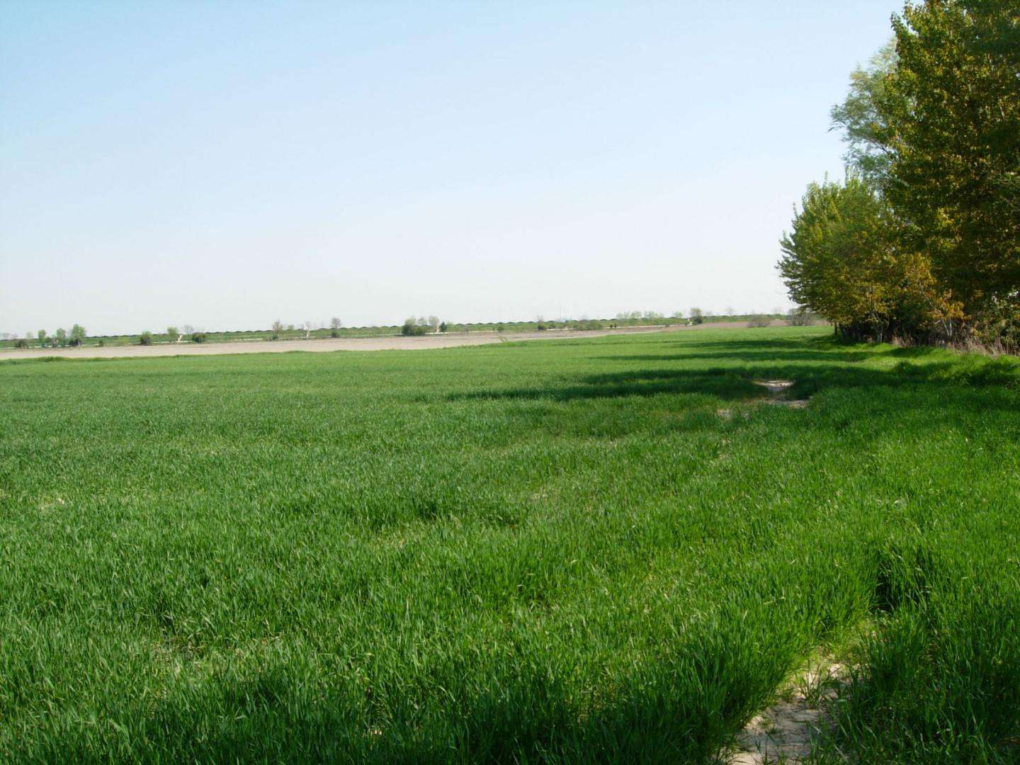 Terreno agricolo in Vendita a Capannori Carraia