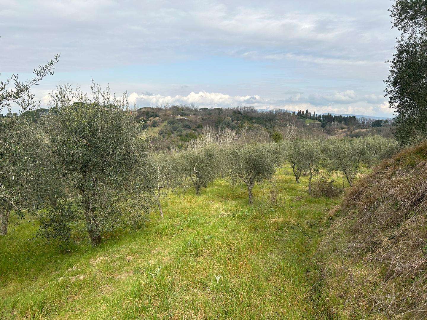 Terreno agricolo in Vendita a Empoli Montepaldi