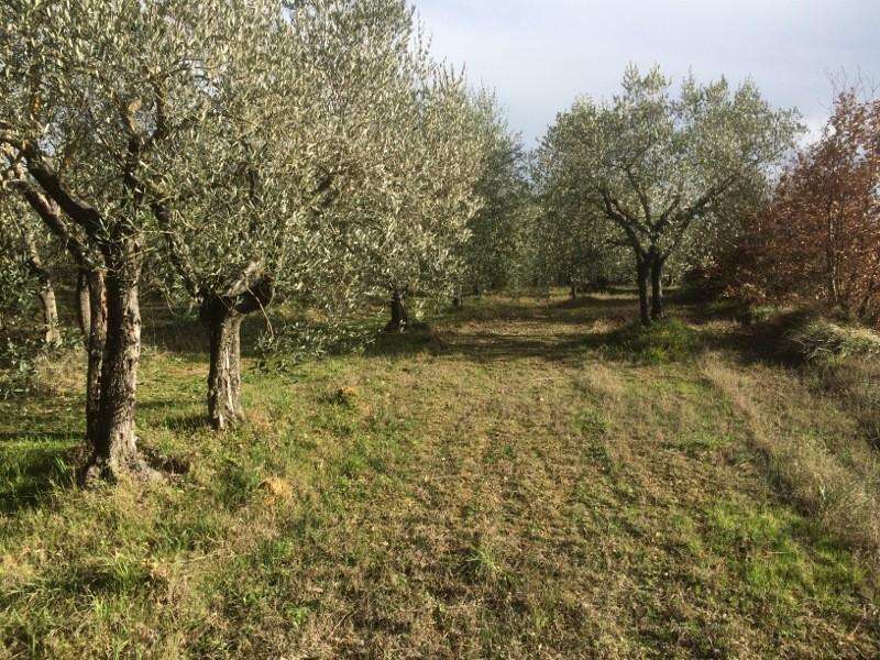 Terreno agricolo in Vendita a Colle di Val d'Elsa Via Antonio Gramsci,